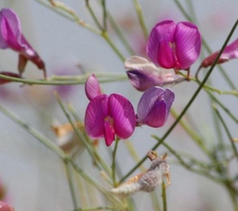 优质花棒种子花棒灌木种子细枝岩黄芪牛羊饲料牧草种子