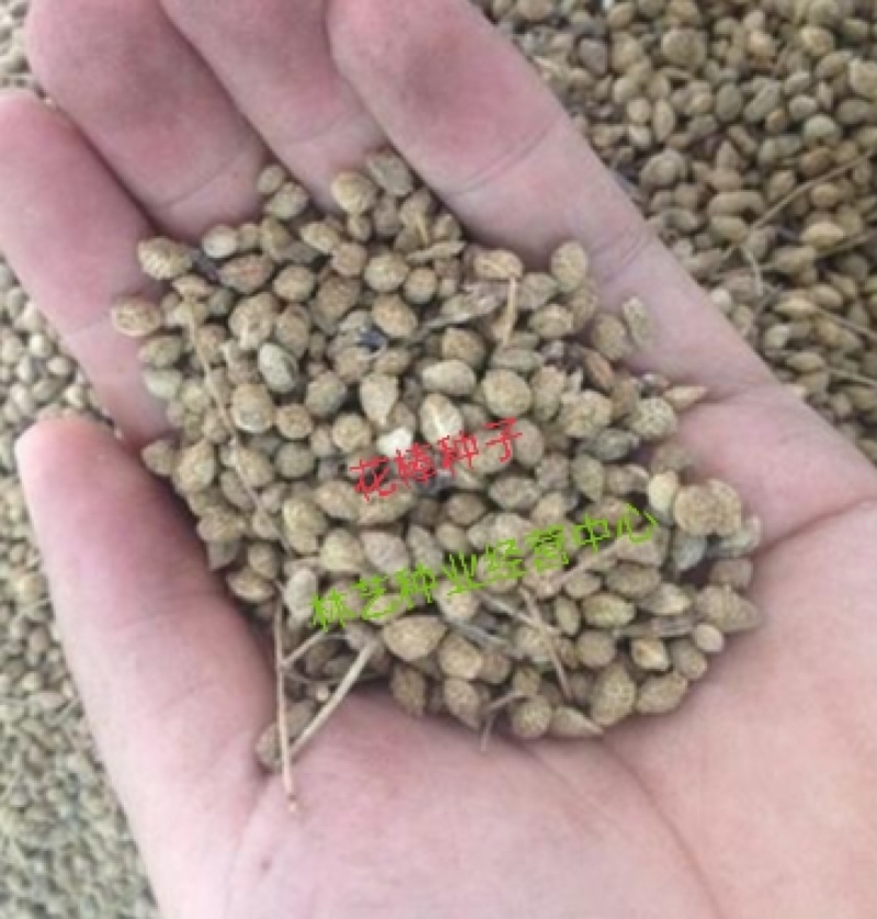 优质花棒种子花棒灌木种子细枝岩黄芪牛羊饲料牧草种子