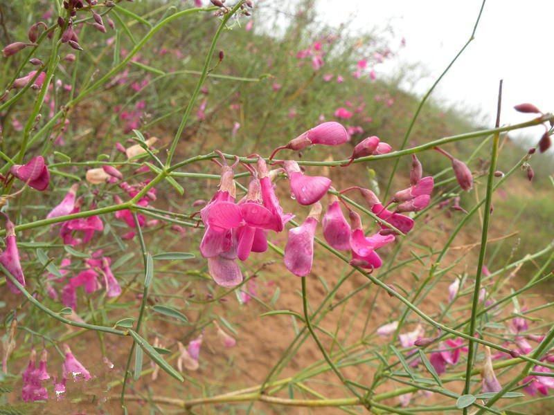 优质花棒种子花棒灌木种子细枝岩黄芪牛羊饲料牧草种子