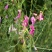 优质花棒种子花棒灌木种子细枝岩黄芪牛羊饲料牧草种子
