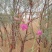 优质花棒种子花棒灌木种子细枝岩黄芪牛羊饲料牧草种子