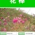 优质花棒种子花棒灌木种子细枝岩黄芪牛羊饲料牧草种子