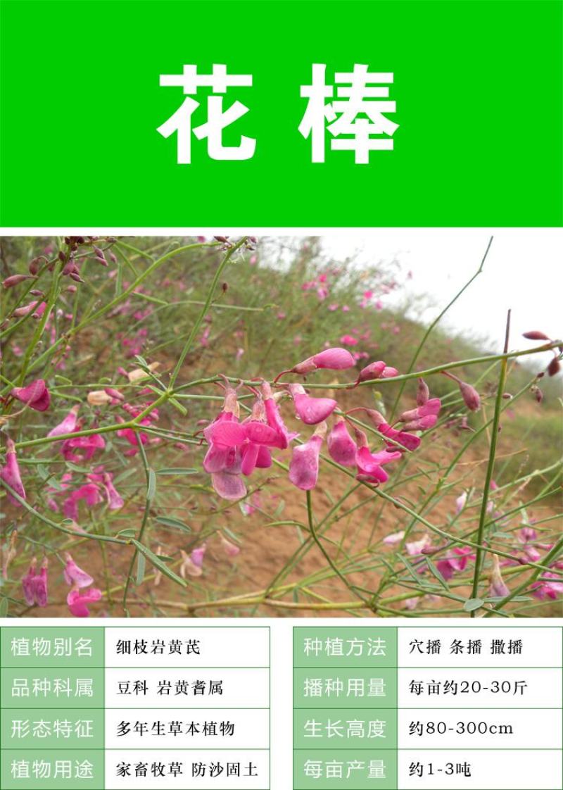 优质花棒种子花棒灌木种子细枝岩黄芪牛羊饲料牧草种子