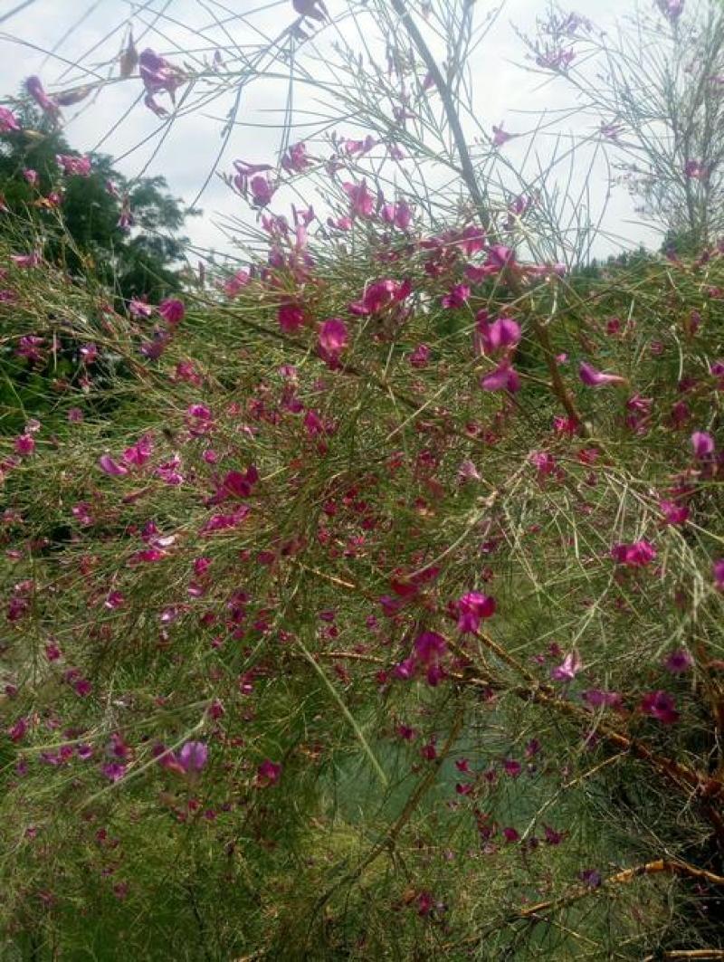 优质花棒种子花棒灌木种子细枝岩黄芪牛羊饲料牧草种子
