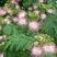 合欢花种子阳台庭院花卉盆景种籽绒花树合欢种籽四季易种