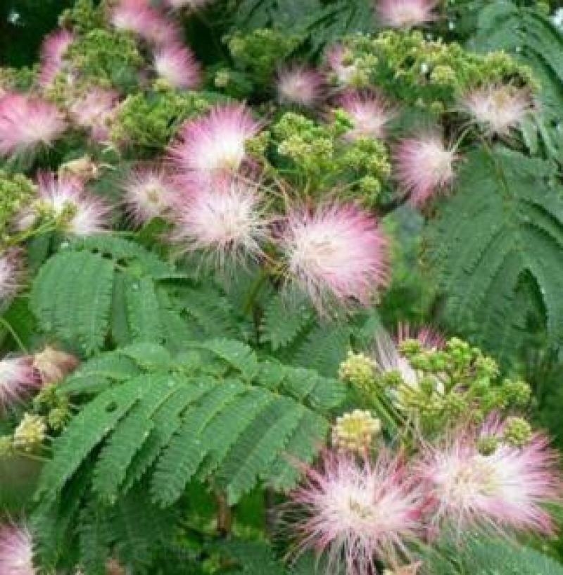 合欢花种子阳台庭院花卉盆景种籽绒花树合欢种籽四季易种