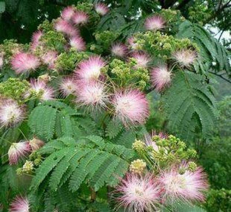 合欢花种子阳台庭院花卉盆景种籽绒花树合欢种籽四季易种