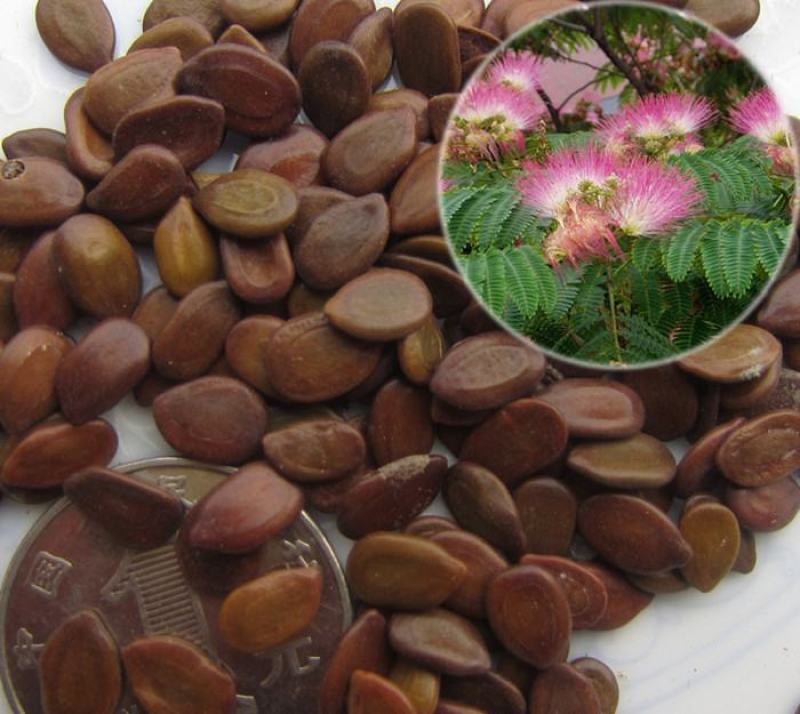 合欢花种子阳台庭院花卉盆景种籽绒花树合欢种籽四季易种