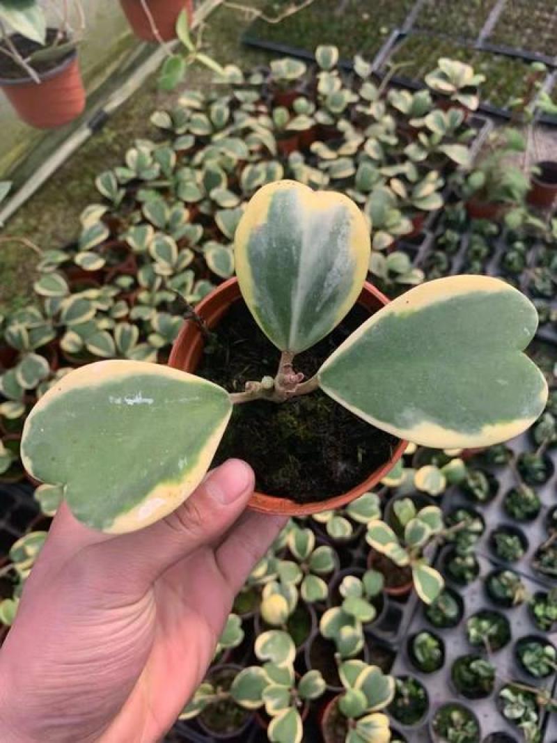 心叶球兰锦多肉植物情人球兰爬藤植物室内盆栽绿植情人花心形