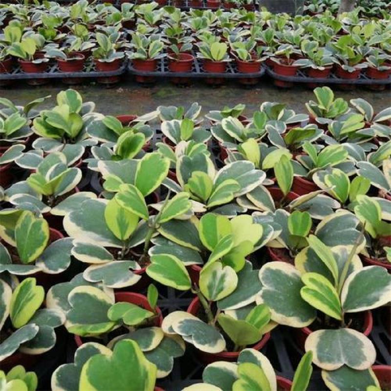 心叶球兰锦多肉植物情人球兰爬藤植物室内盆栽绿植情人花心形