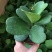 心叶球兰锦多肉植物情人球兰爬藤植物室内盆栽绿植情人花心形