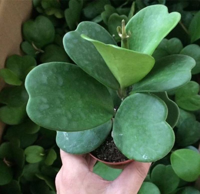 心叶球兰锦多肉植物情人球兰爬藤植物室内盆栽绿植情人花心形