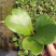 心叶球兰锦多肉植物情人球兰爬藤植物室内盆栽绿植情人花心形