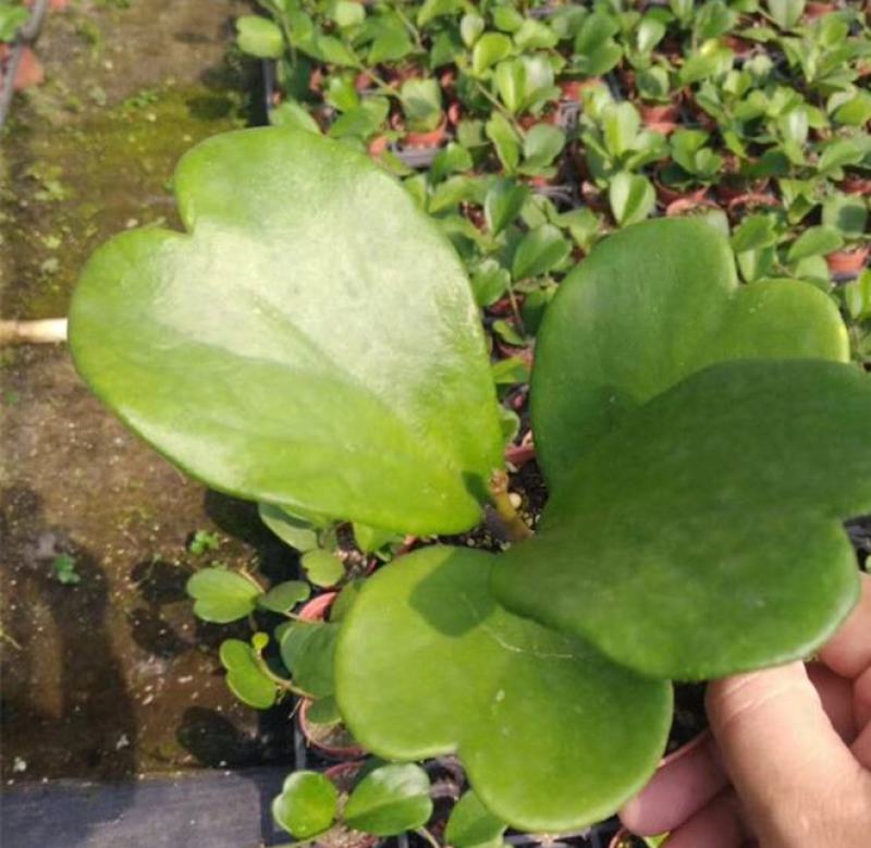 心叶球兰锦多肉植物情人球兰爬藤植物室内盆栽绿植情人花心形