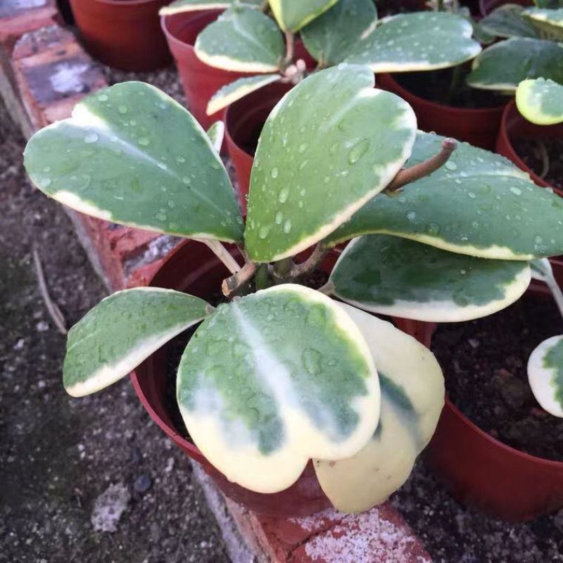 心叶球兰锦多肉植物情人球兰爬藤植物室内盆栽绿植情人花心形