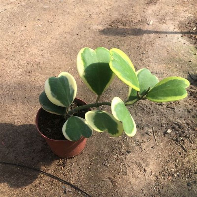 心叶球兰锦多肉植物情人球兰爬藤植物室内盆栽绿植情人花心形