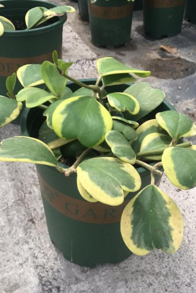 心叶球兰锦多肉植物情人球兰爬藤植物室内盆栽绿植情人花心形