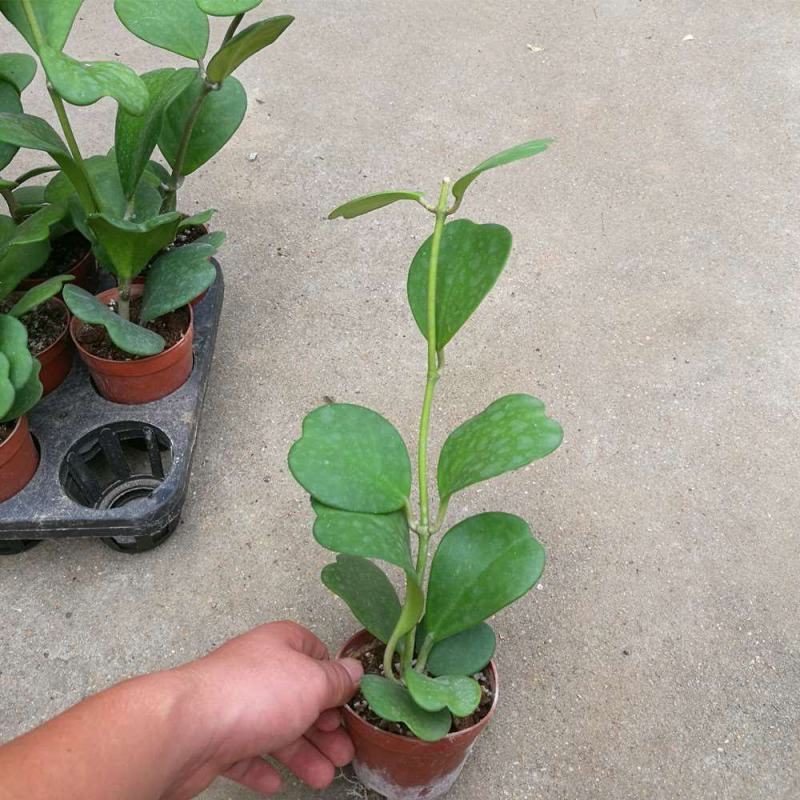 心叶球兰锦多肉植物情人球兰爬藤植物室内盆栽绿植情人花心形