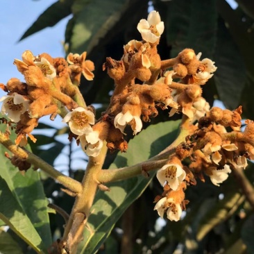 枇杷花茶包邮，零售代理批发量大从优，