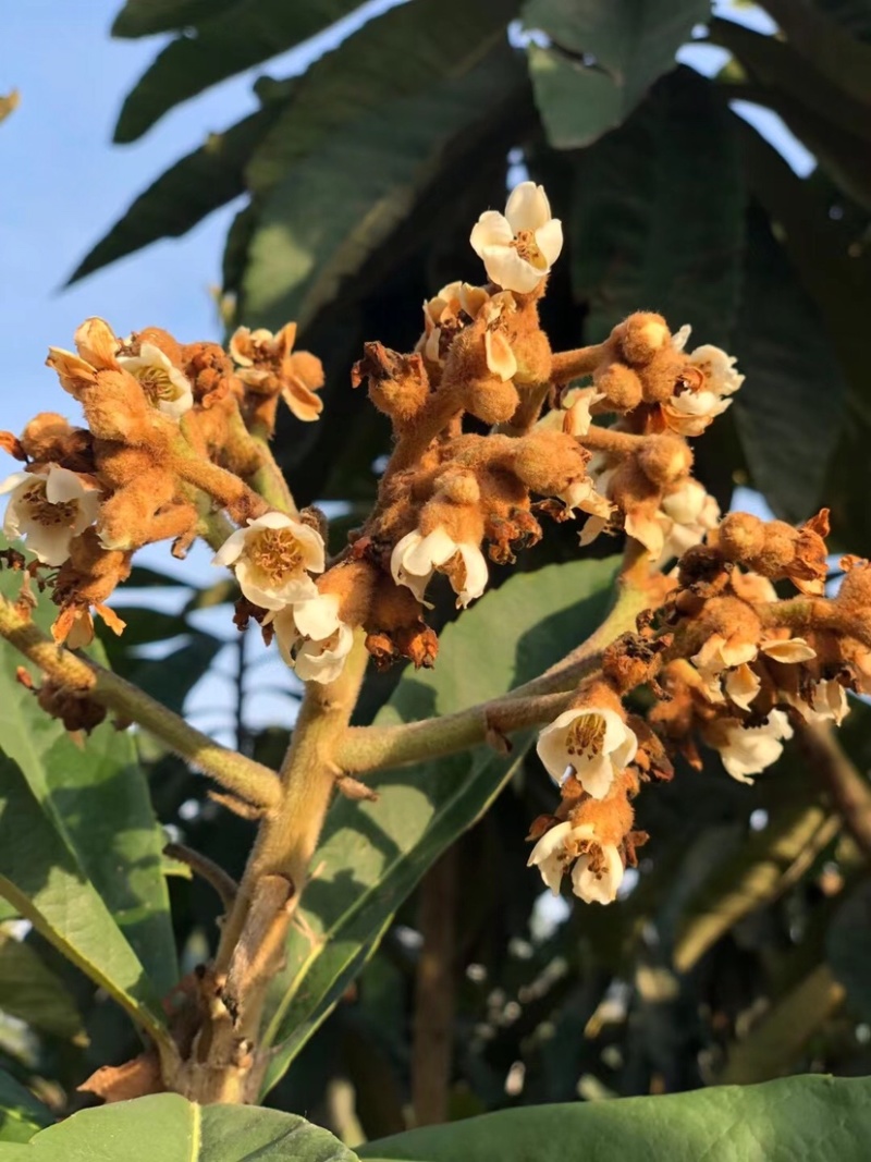 枇杷花茶包邮，零售代理批发量大从优，