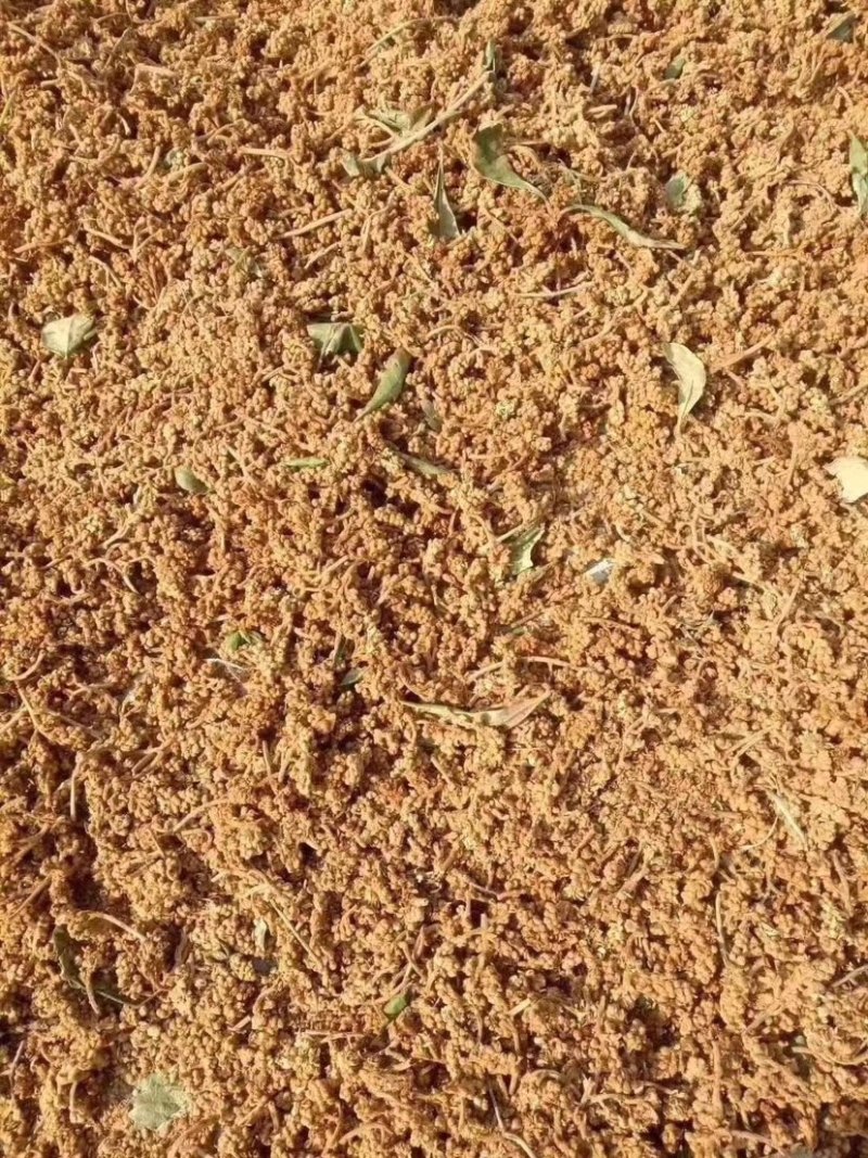 枇杷花茶包邮，零售代理批发量大从优，