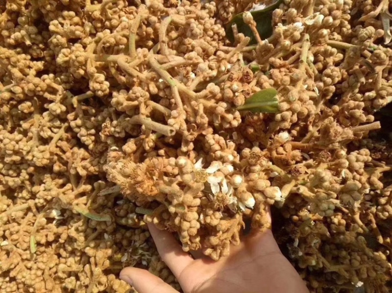 枇杷花茶包邮，零售代理批发量大从优，