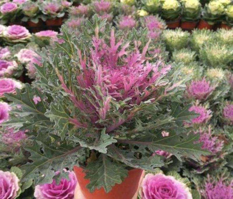 羽衣甘蓝盆栽花苗冬季室外耐寒花卉阳台绿植庭院地被植物