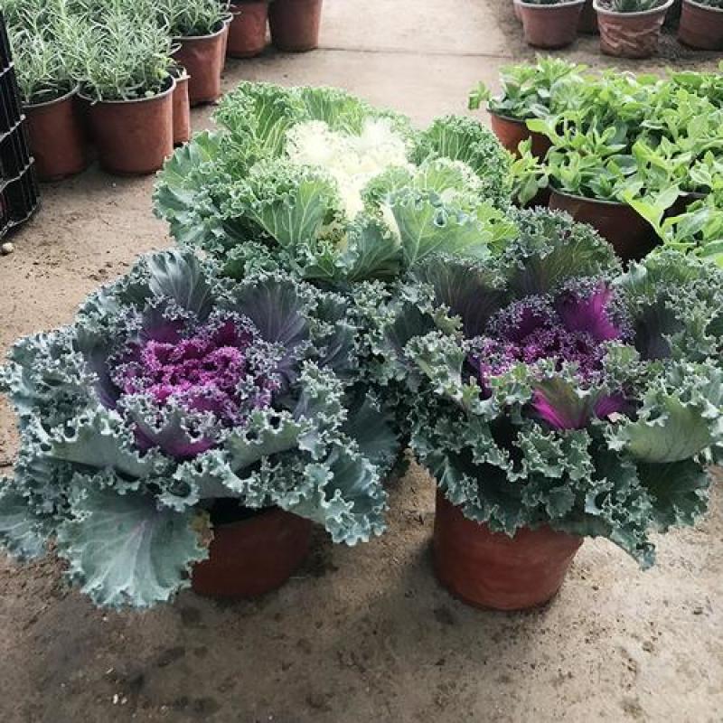 羽衣甘蓝盆栽花苗冬季室外耐寒花卉阳台绿植庭院地被植物