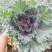 羽衣甘蓝盆栽花苗冬季室外耐寒花卉阳台绿植庭院地被植物