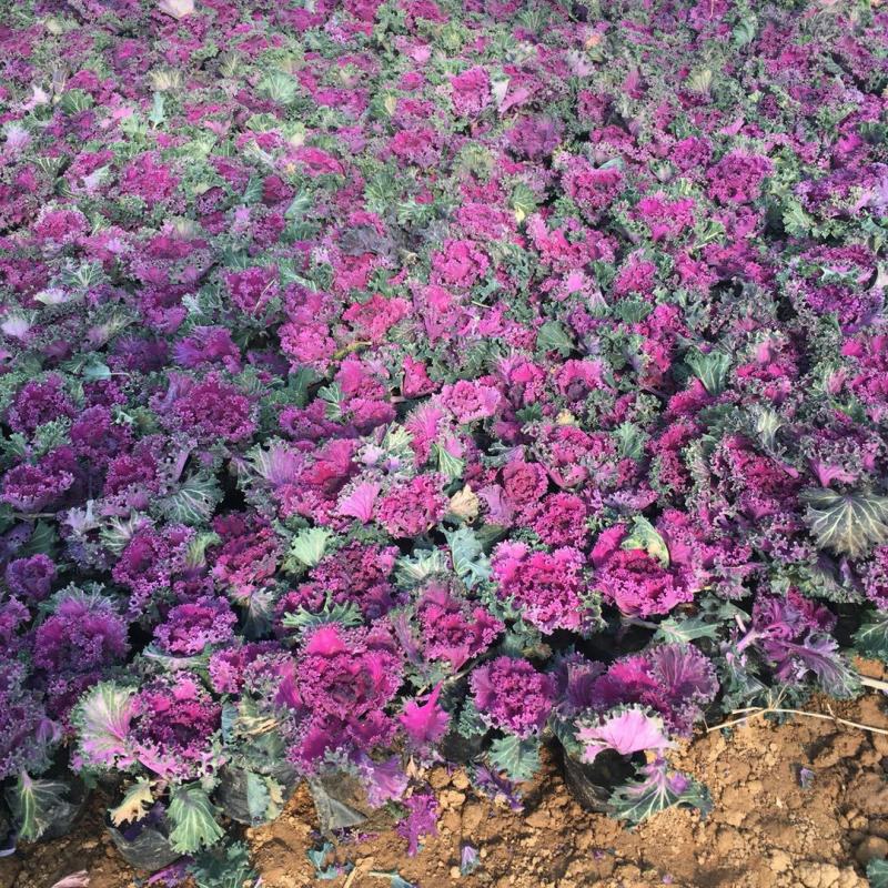 羽衣甘蓝盆栽花苗冬季室外耐寒花卉阳台绿植庭院地被植物