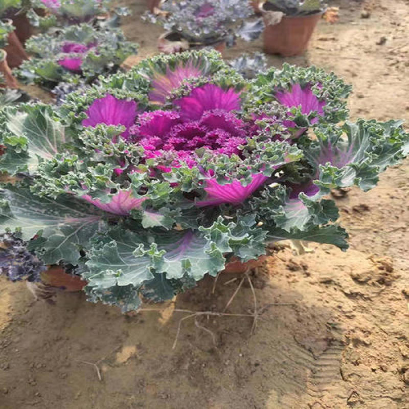 羽衣甘蓝盆栽花苗冬季室外耐寒花卉阳台绿植庭院地被植物