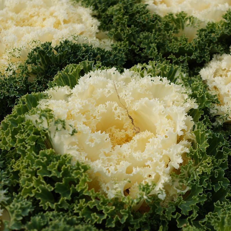 羽衣甘蓝种子种籽苗孑食用观赏紫色蔬菜种籽四季盆栽