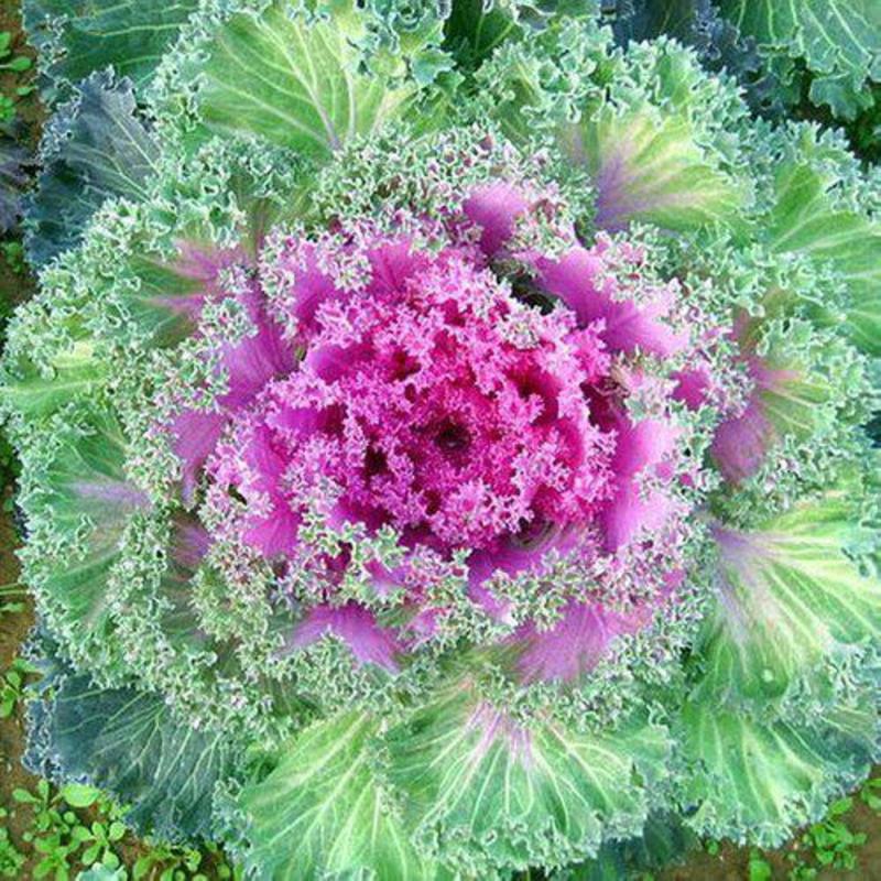 羽衣甘蓝种子种籽苗孑食用观赏紫色蔬菜种籽四季盆栽