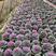 羽衣甘蓝种子种籽苗孑食用观赏紫色蔬菜种籽四季盆栽