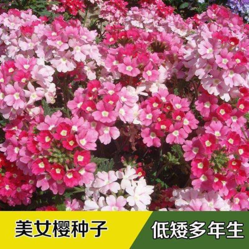 美女樱种子多年生四季盆栽垂吊美女樱花籽花海草花种籽