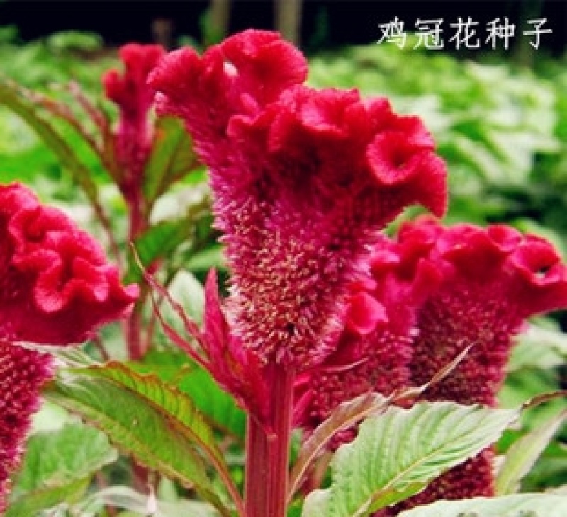 鸡冠花种子四季种易活冠状鸡冠花种子羽状鸡冠花庭院室外花籽