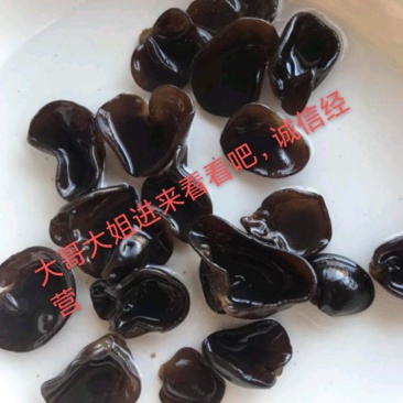 2024年新货东北黑木耳批发肉厚小碗耳农家种植包邮干货