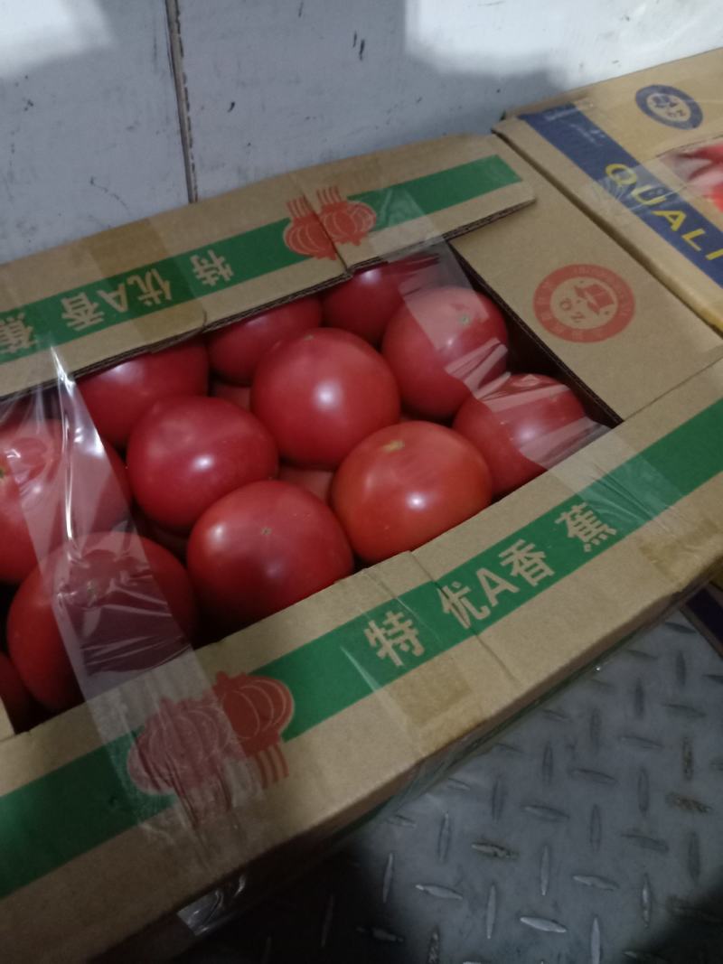 长治市长子暖棚西红柿大量上市，弧三起步，品质保证！