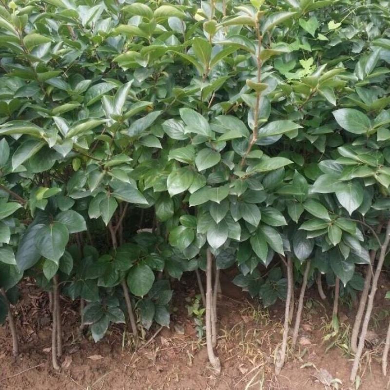 无核脆甜柿子苗摘下即可食用阳丰太秋次郎包成活