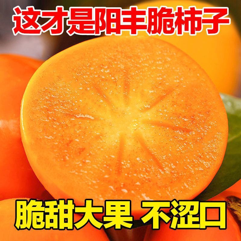 无核脆甜柿子苗摘下即可食用阳丰太秋次郎包成活