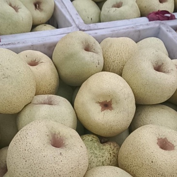 砀山梨大量上市价格低