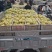 砀山梨大量上市价格低