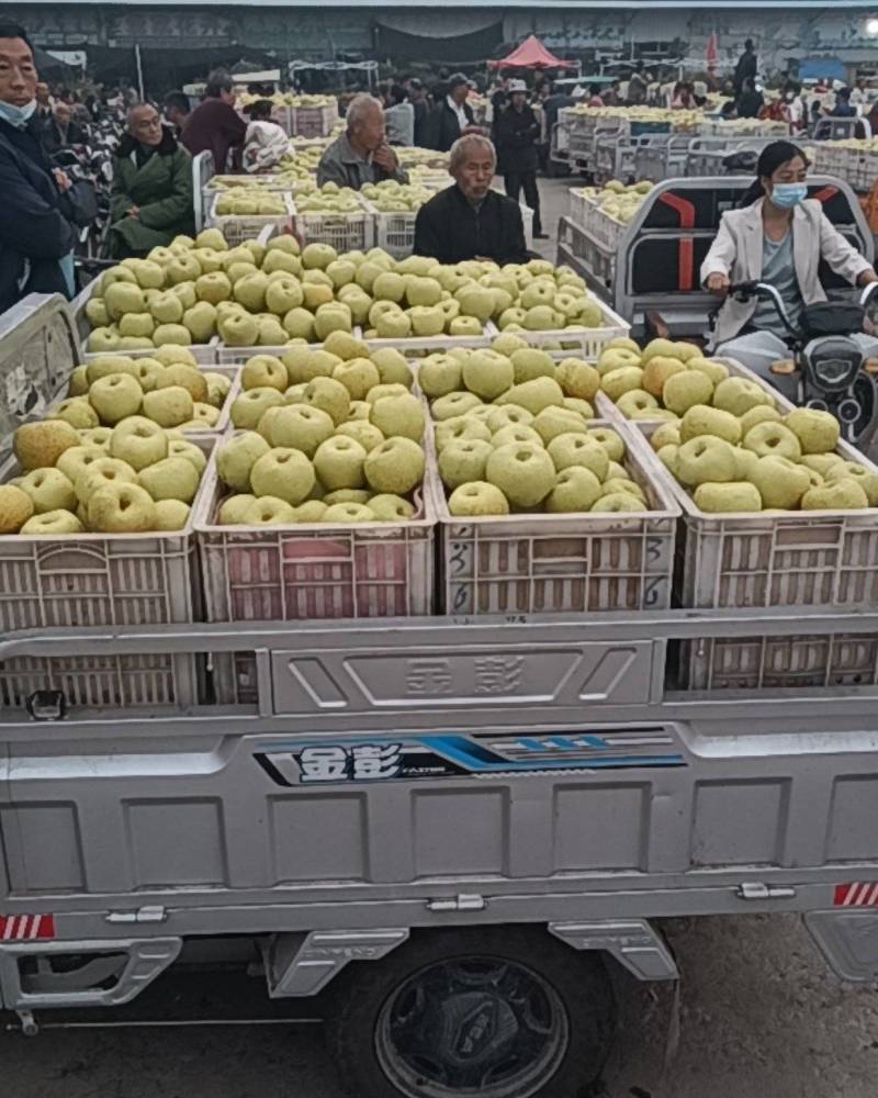 砀山梨大量上市价格低