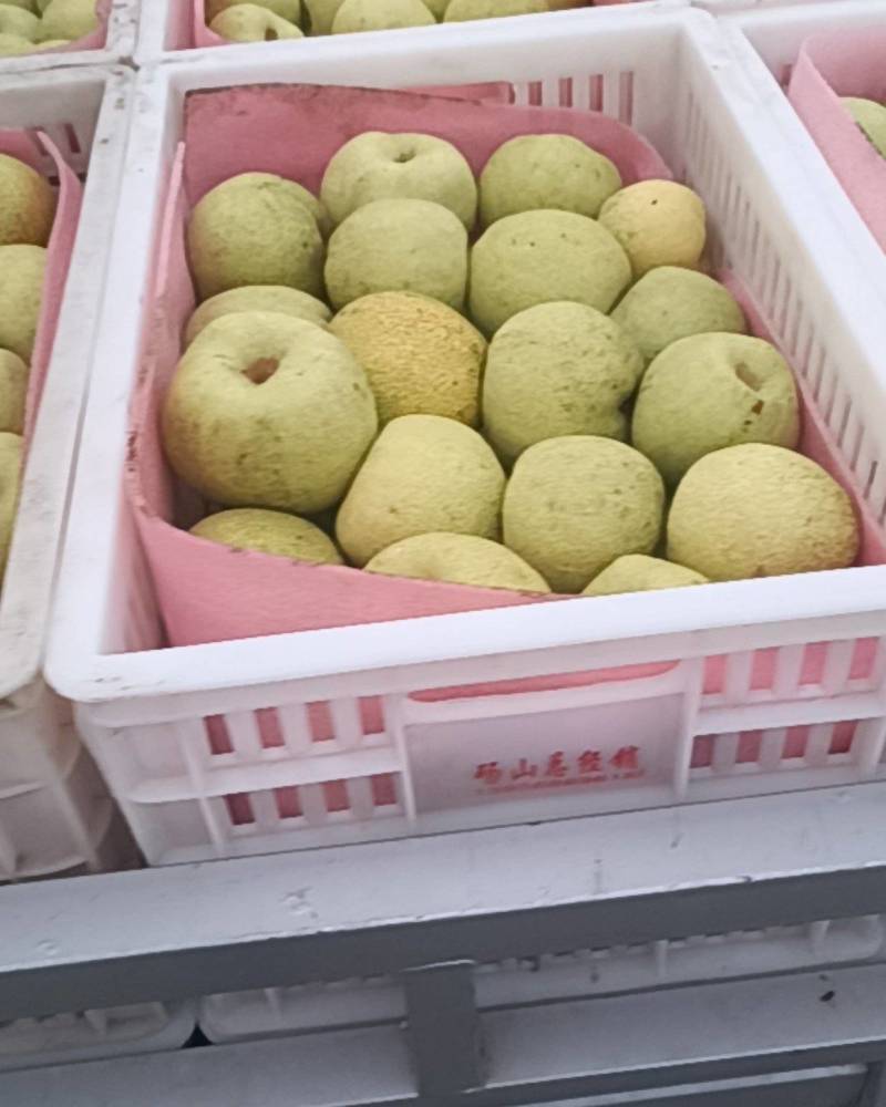 砀山梨大量上市价格低