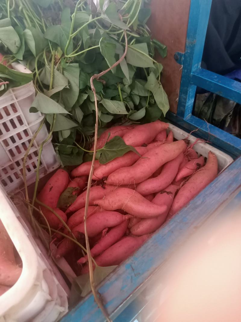 西瓜红