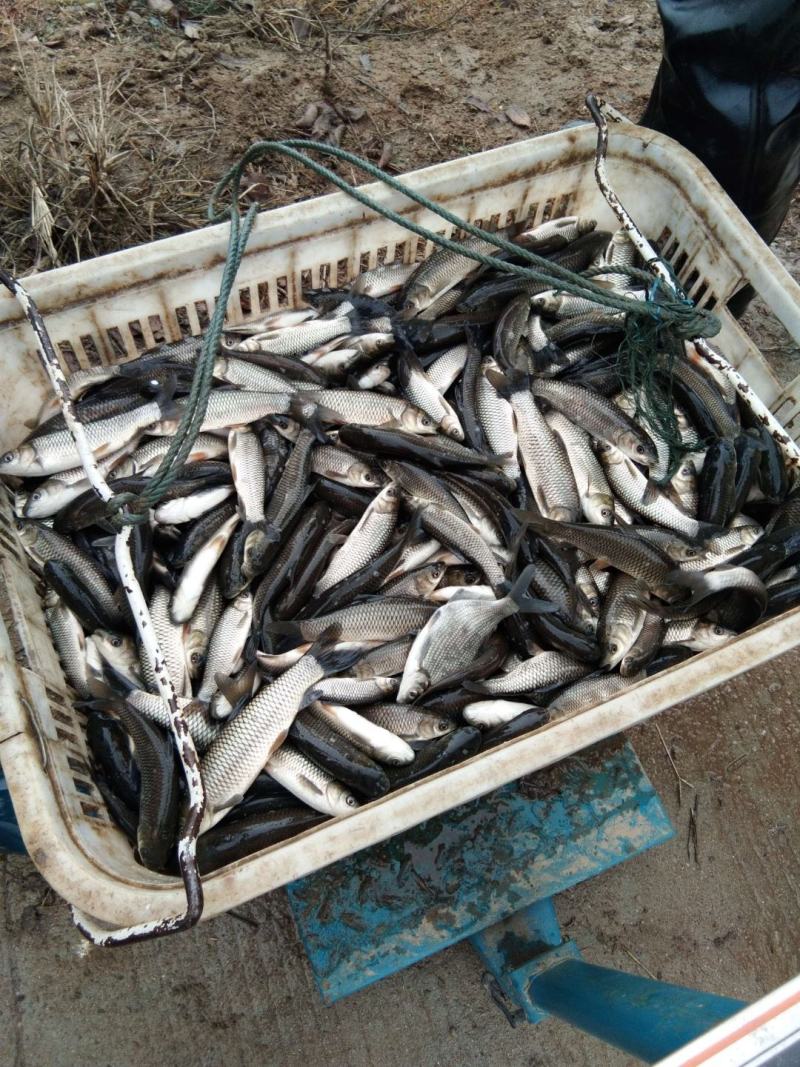 草鱼苗10cm以上人工养殖