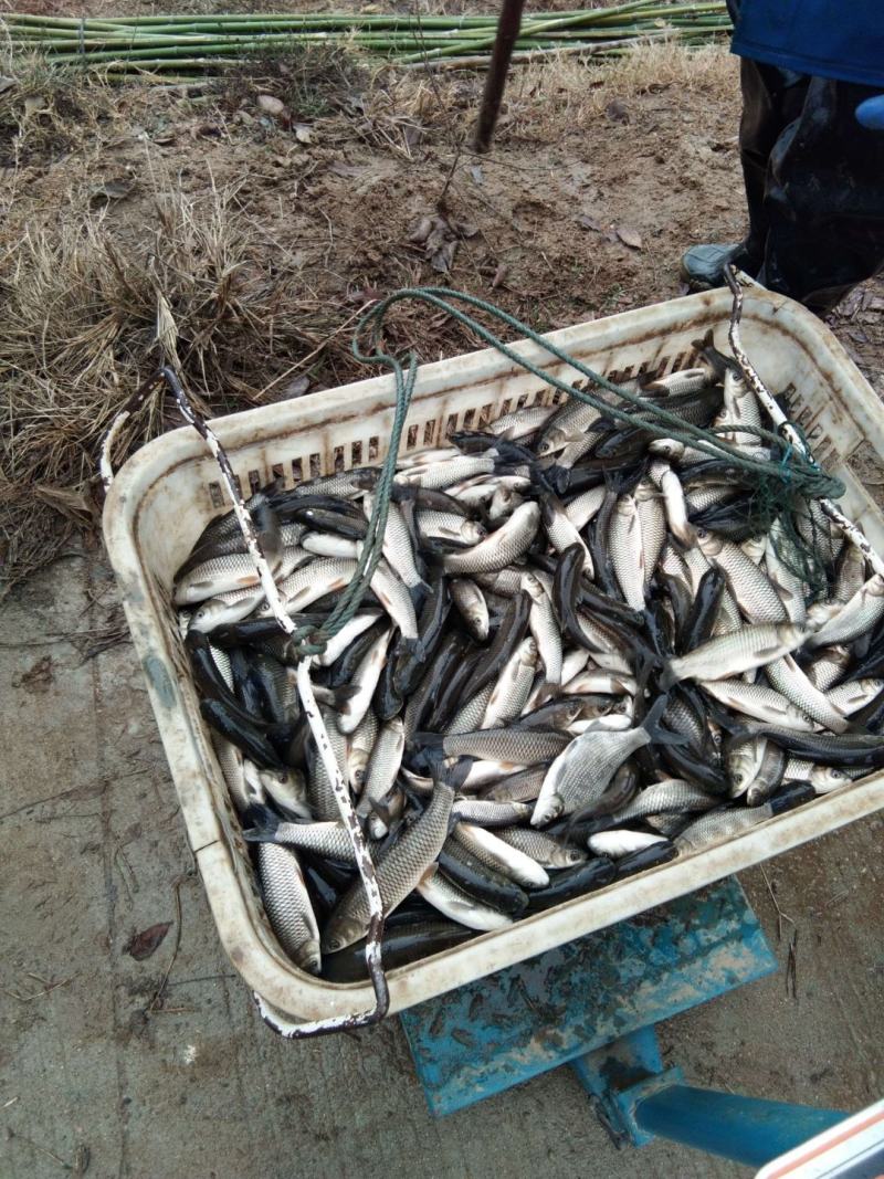 草鱼苗10cm以上人工养殖