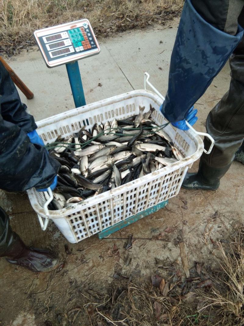 草鱼苗10cm以上人工养殖