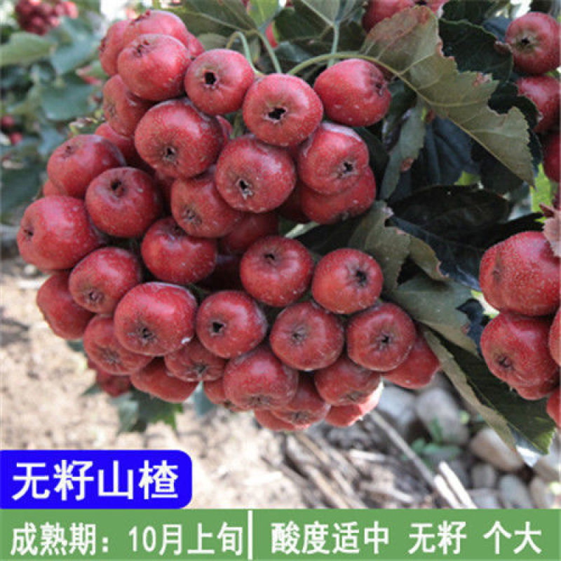 大金星山楂苗大五棱甜红子品种纯正包成活包管理技术