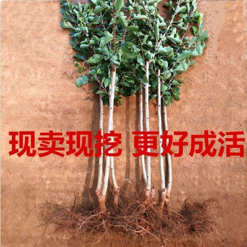 大金星山楂苗大五棱甜红子品种纯正包成活包管理技术